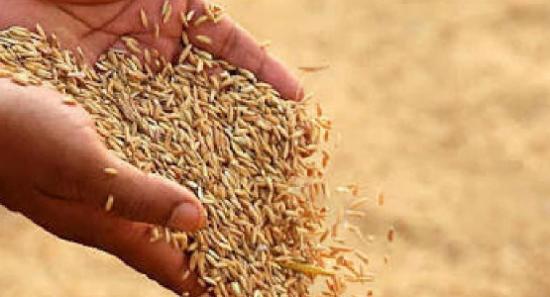 යල කන්නයේ වී මෙට්‍රික් ටොන් 9000ක් මිලදී ගනී